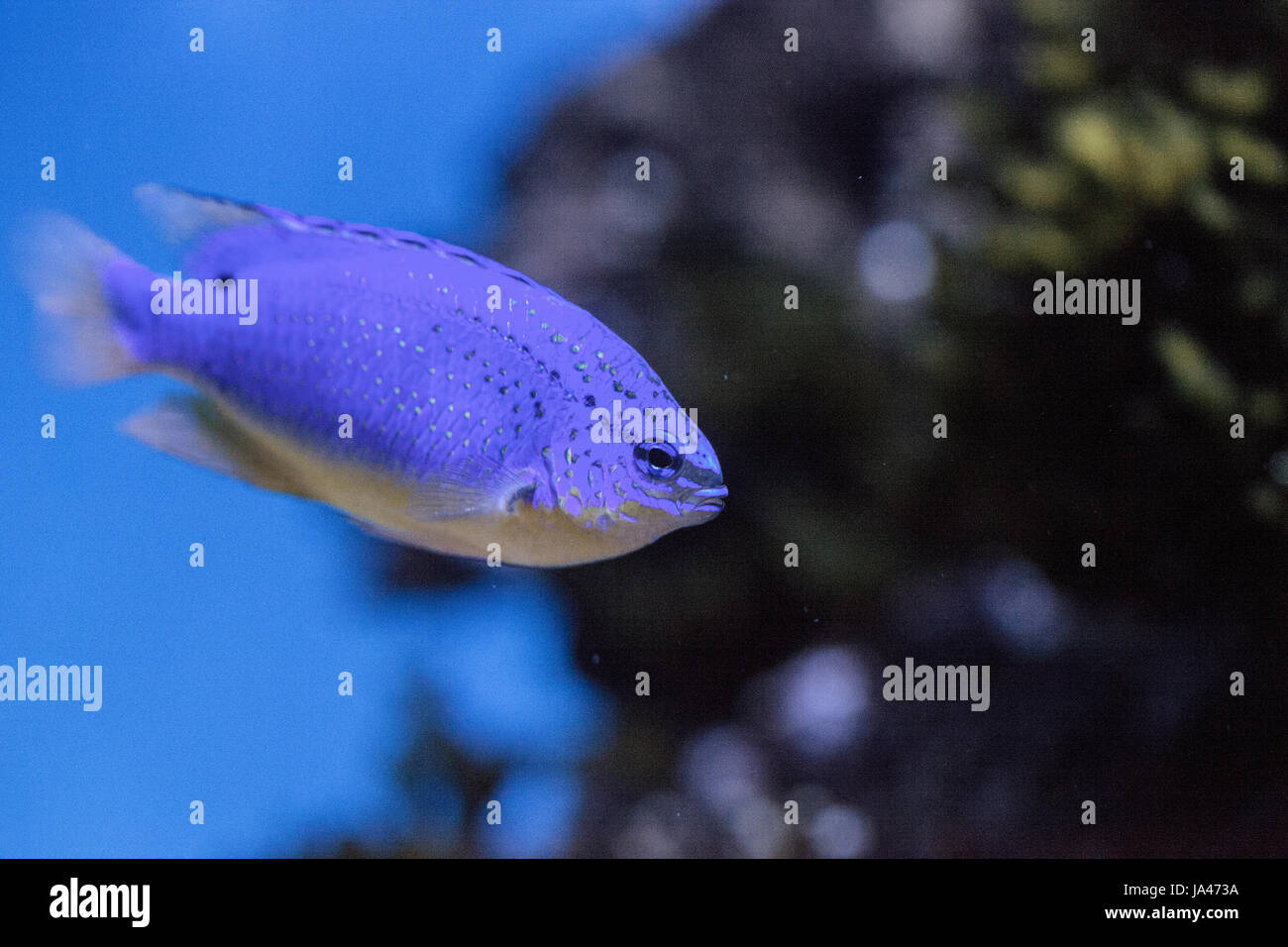 Fiji Blue Devil Riffbarsche Chrysiptera Parasema findet sich im Indo-Pazifik Stockfoto