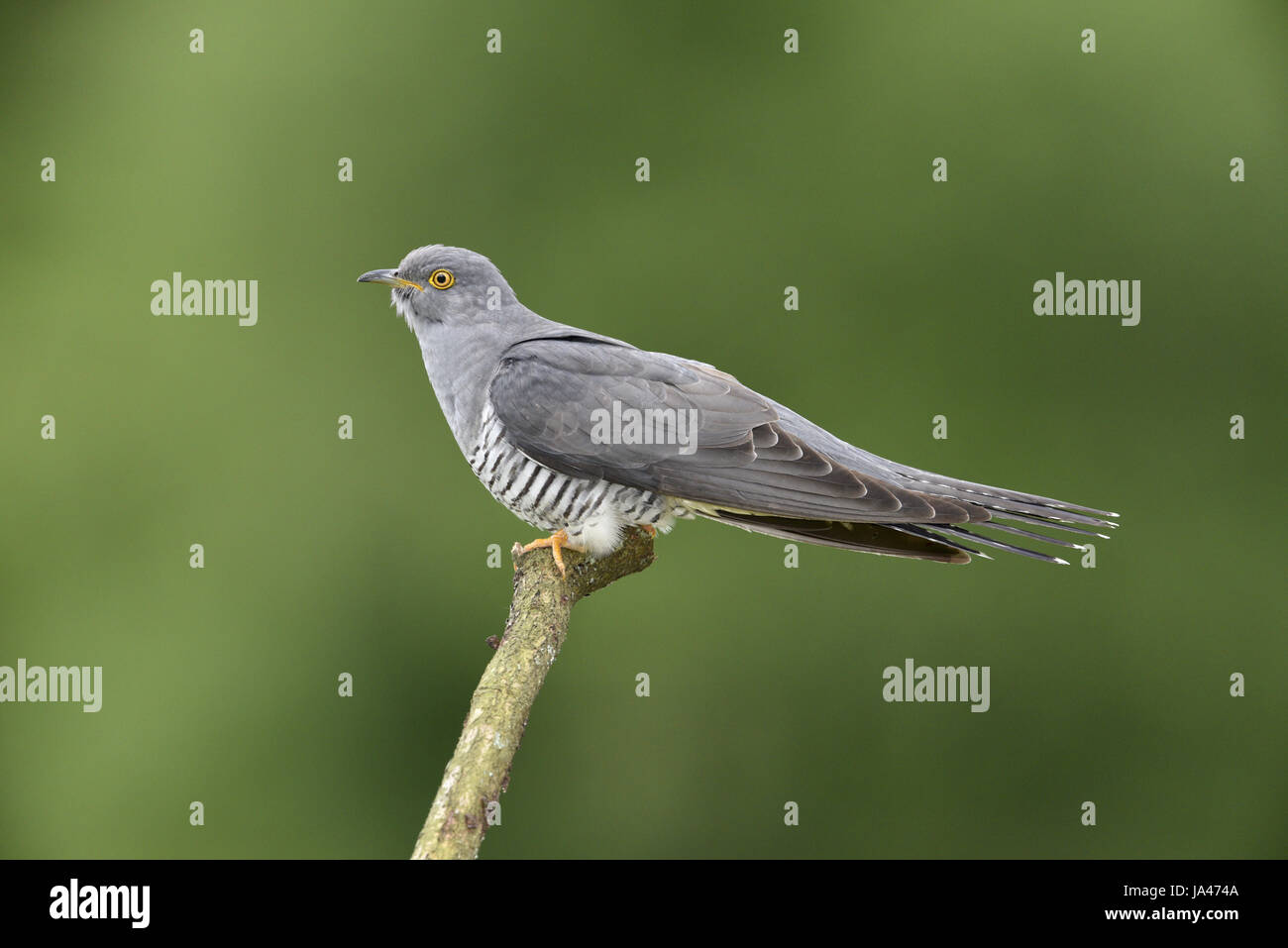 Kuckuck - Cuculus Canorus - männlich Stockfoto