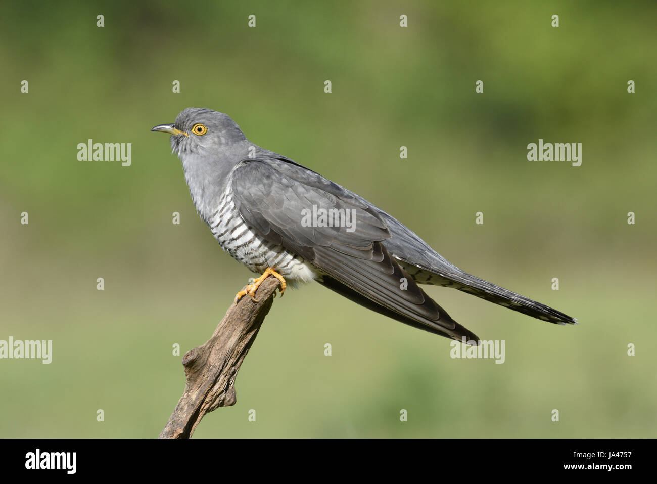 Kuckuck - Cuculus Canorus - männlich Stockfoto