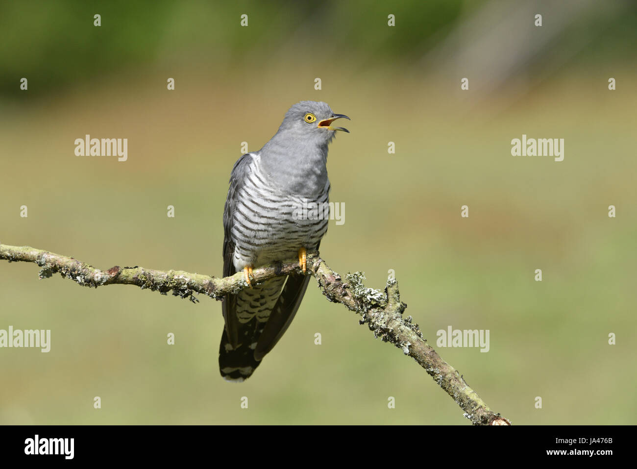 Kuckuck - Cuculus Canorus - männlich Stockfoto