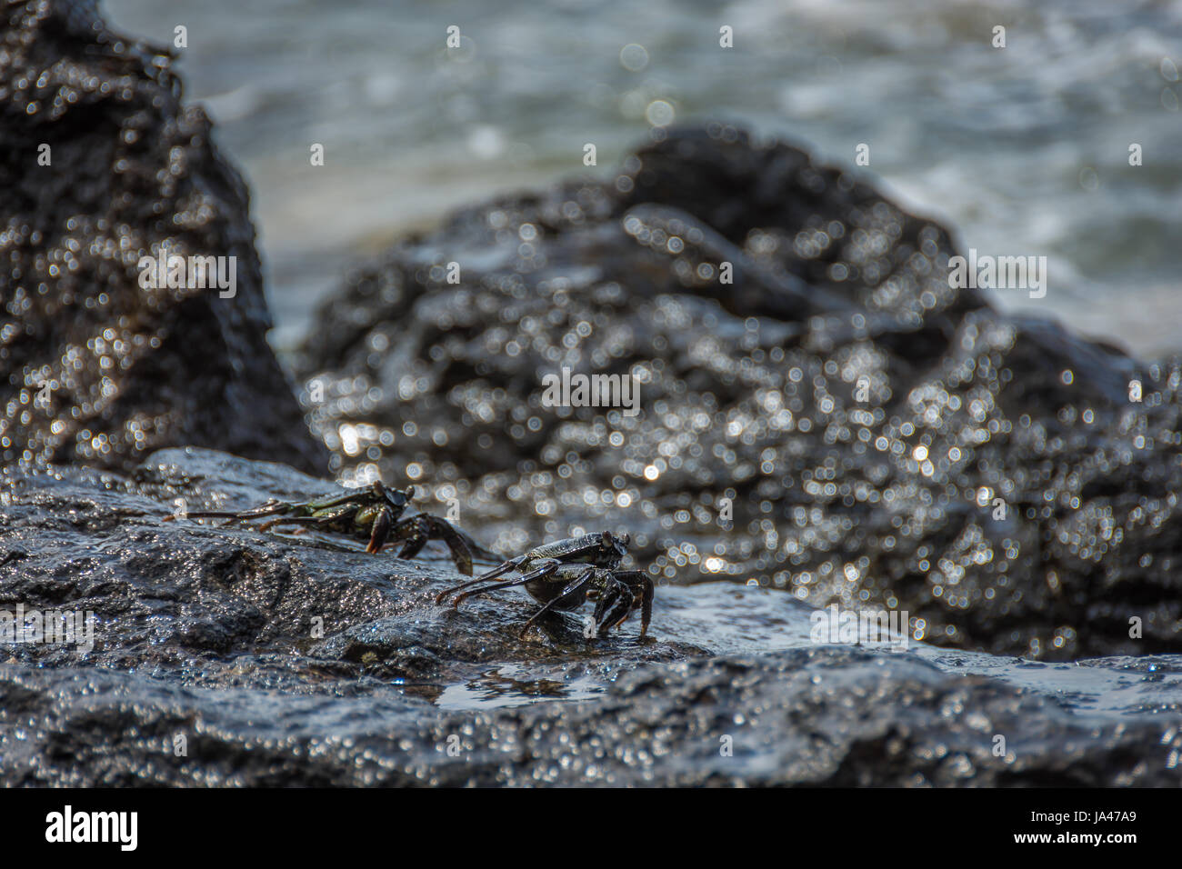 Zwei schwarze, dünne Schalen Rock Krabben auf einem nassen Felsen an der Küste von Oahu, Hawaii. Stockfoto
