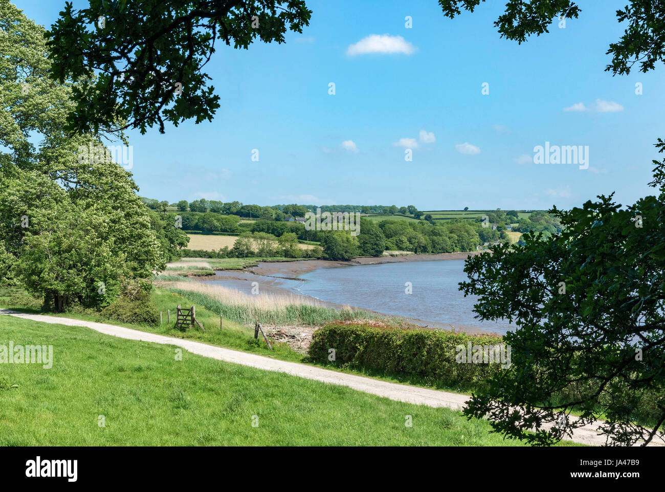 die Landschaft und den Fluss Tamar in der Nähe von st.mellion in Cornwall, England, Großbritannien, uk. Stockfoto
