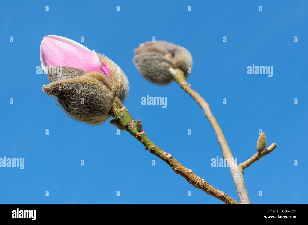 eine Magnolie, Blume Stockfoto