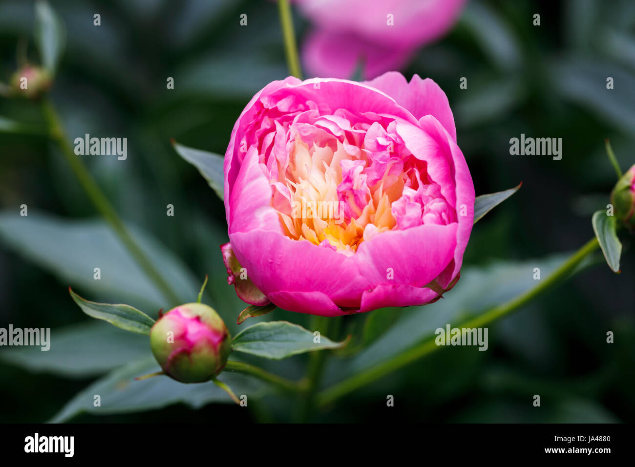 Rosa und weiß bis blass gelbe Pfingstrose Bowl of Beauty (Paeonia Lactiflora) blüht im späten Frühjahr Frühsommer in einem Garten in Surrey, England, UK Stockfoto