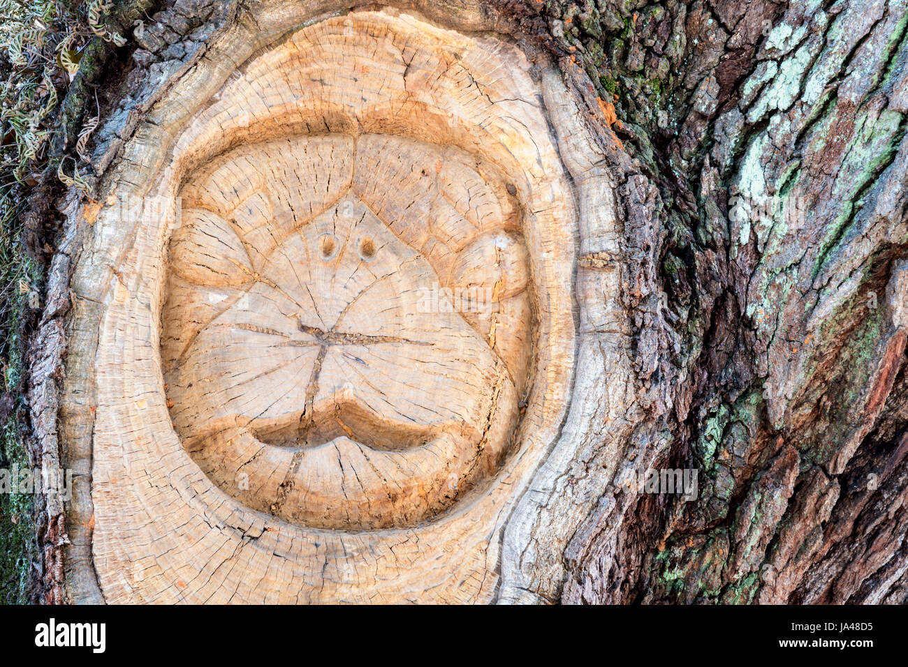 St. Simons Island Baum Geist, Mallery Park, St. Simons Island, Georgia Stockfoto