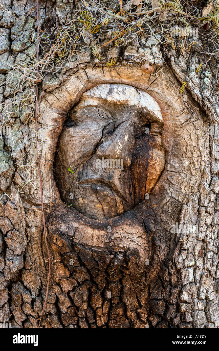 Mit ihre traurige, traurige Ausdrücke, Baum Geister von St. Simons Island, dem trauernde Aussehen der Bäume selbst entsprechen scheinen mit der Stockfoto