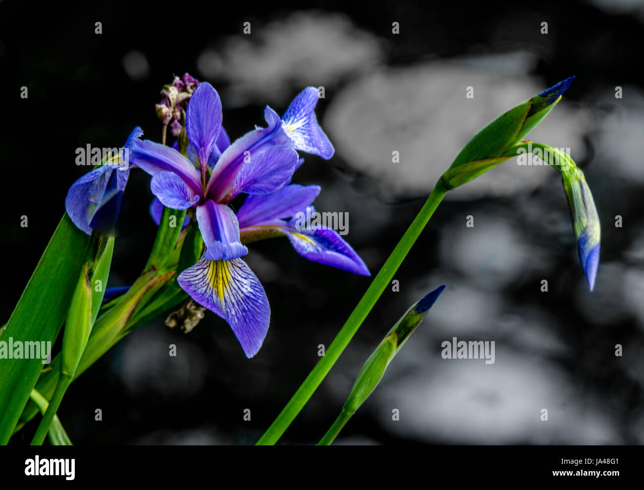 Blaue Flagge Iris am Beaver Lake im Stanley Park. Stockfoto