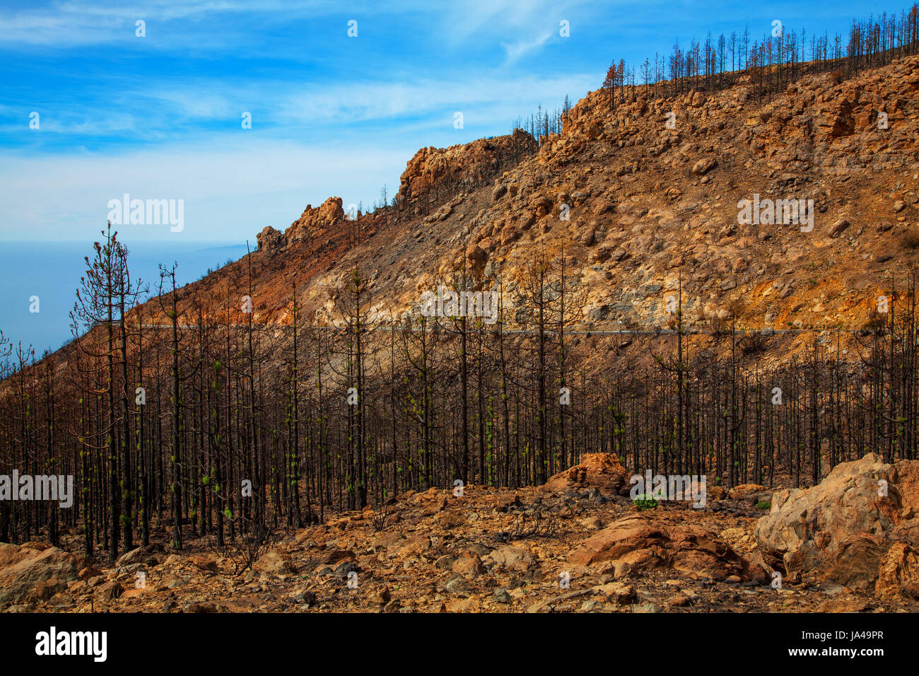 Wald nach dem Brand auf der Insel Teneriffa, Kanarische Inseln, Spanien. Stockfoto