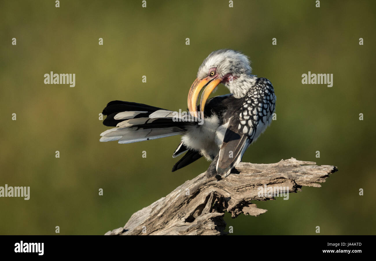 Gelb, Rechnungsempfänger Hornbill putzen in das Okavango Delta in Botswana Stockfoto
