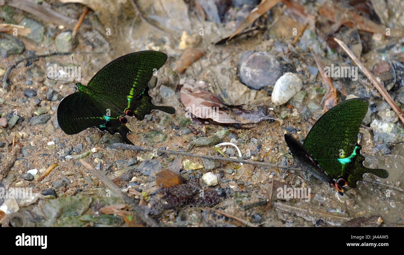 Grüner Schmetterling auf dem Lehm-Boden Stockfoto