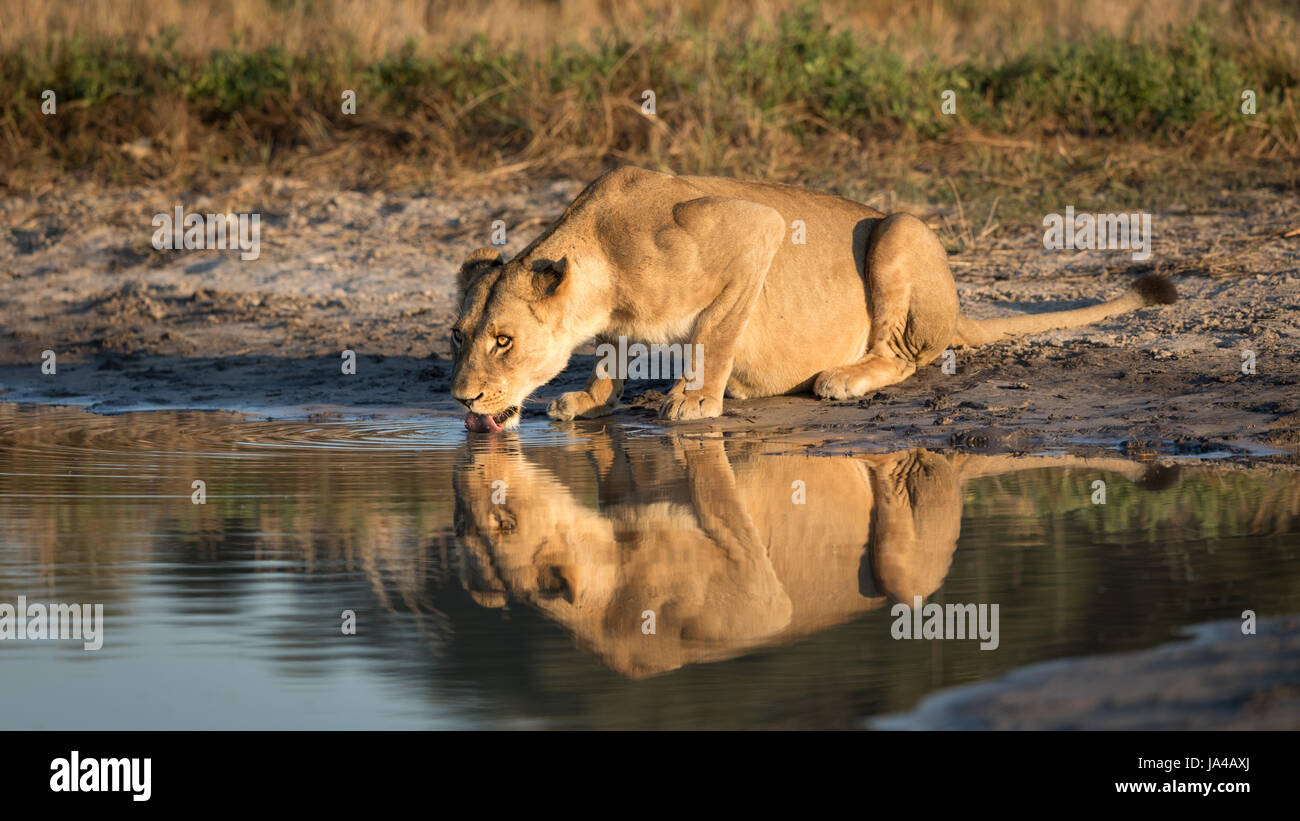 Erwachsene Löwin Trinkwasser aus einer natürlichen Pfanne in der Savuti-Gegend des Chobe-Nationalparks in Botswana in einem goldenen Nachmittagslicht Stockfoto