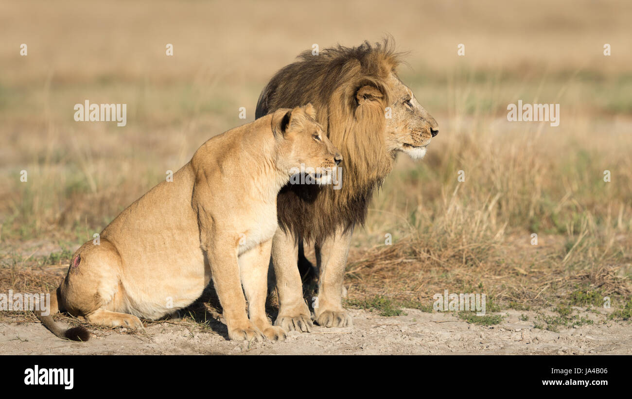 Paarung paar afrikanischen Löwen im Bereich Savuti von Botswana Stockfoto