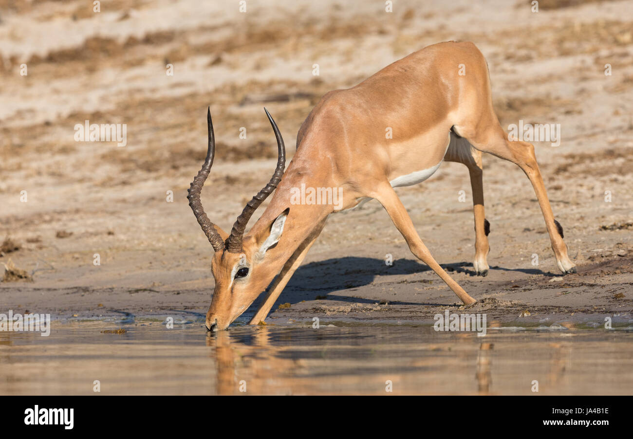Impala Ram Trinkwasser aus dem Chobe Fluss in Botsuana Stockfoto
