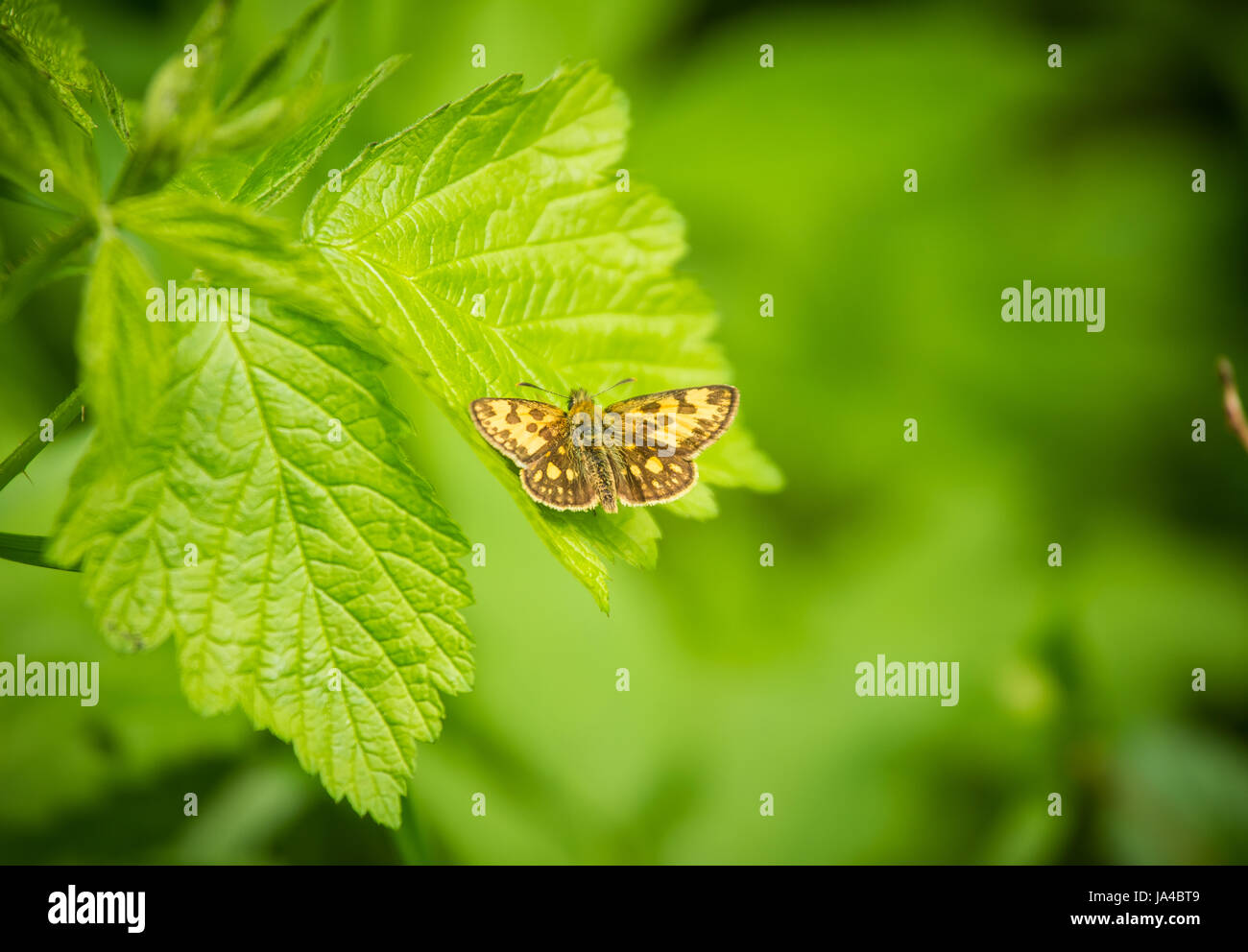 Eine schöne orange Schmetterling sitzt auf einem grünen Blatt in einem Sommer Wald Stockfoto