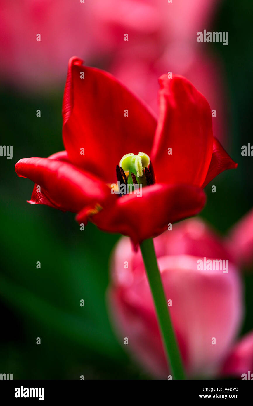 Blühende rote Tulpe Blumen hautnah Stockfoto
