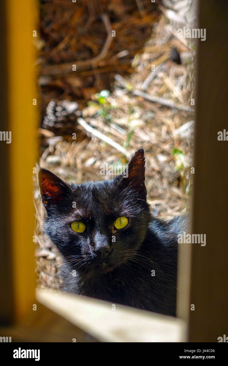 Schwarze Katze mit gelben Augen Blick in die Kamera Stockfoto