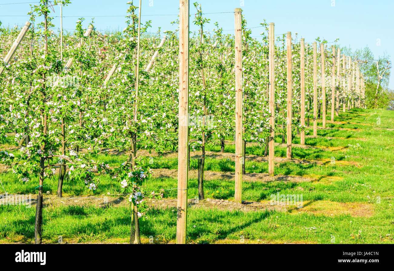 Spalier an einer Apfelplantage, unterstützen die Bäume, die in Blüte stehen. Stockfoto