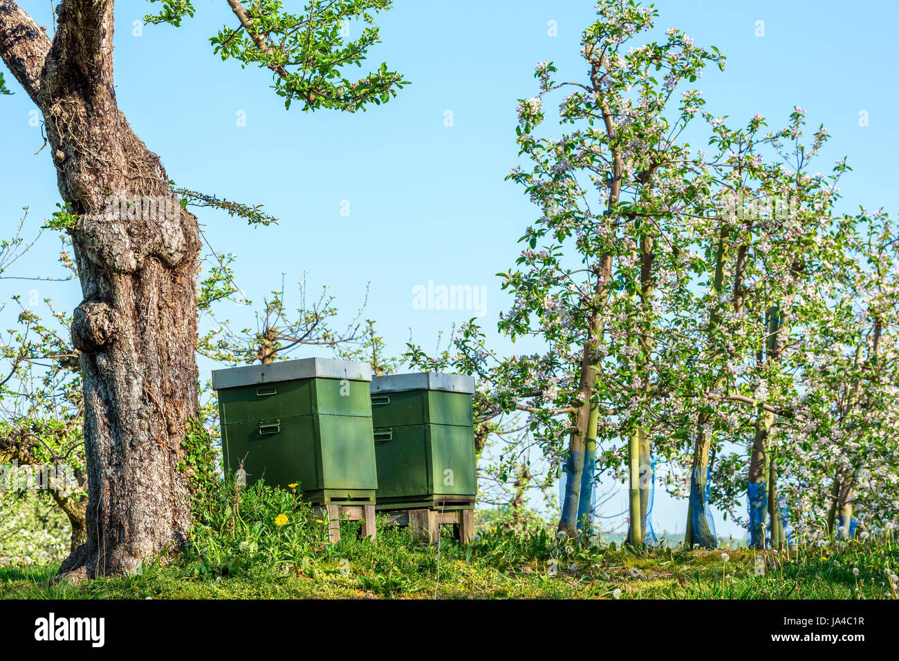 Zwei Bienenstöcke neben einem alten Apfelbaum in einer Apfelplantage. Stockfoto