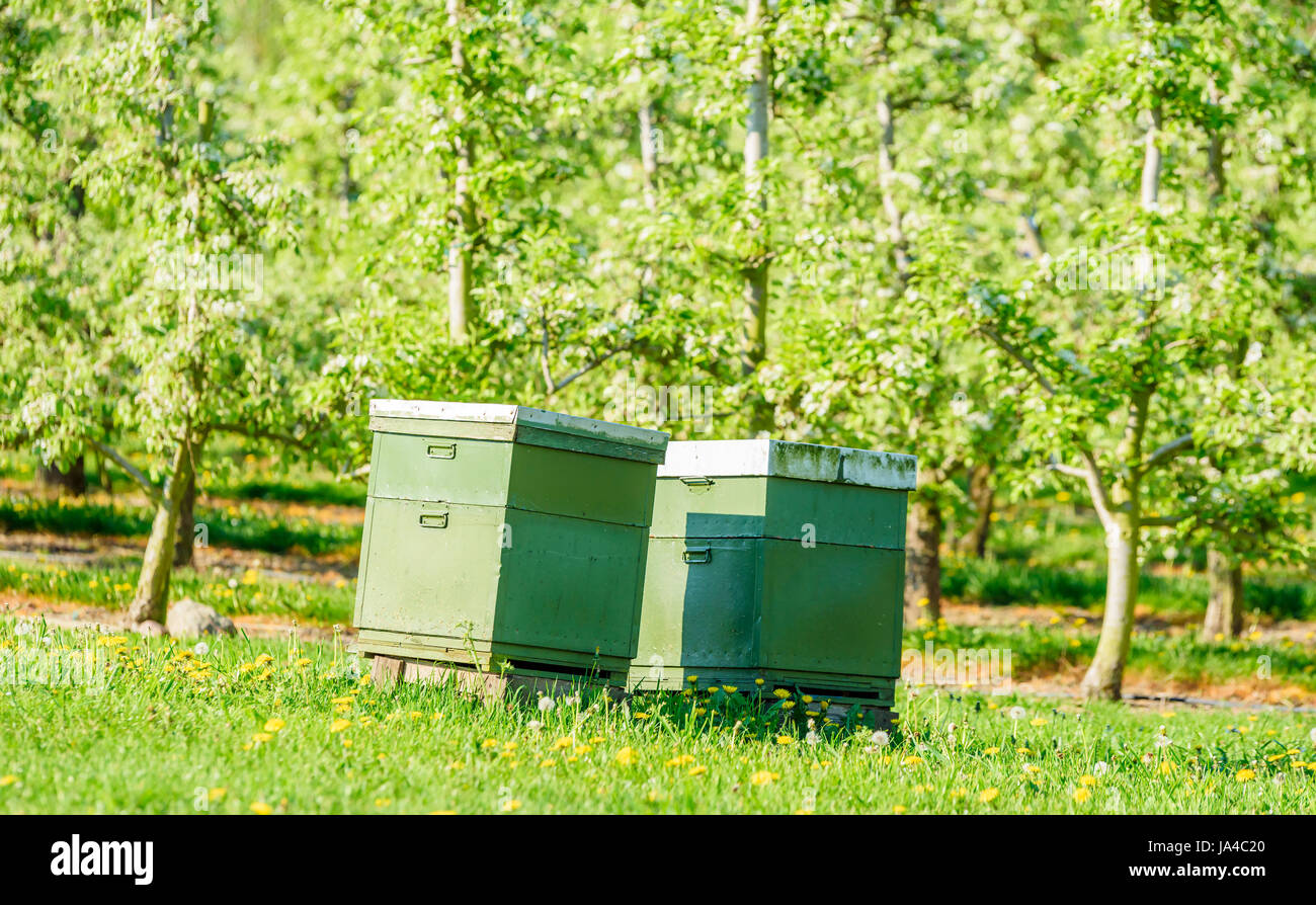Zwei Bienenstöcke unter Apfelbäumen in einem Obstgarten mit Bestäubung zu helfen und besser zuschneiden. Stockfoto