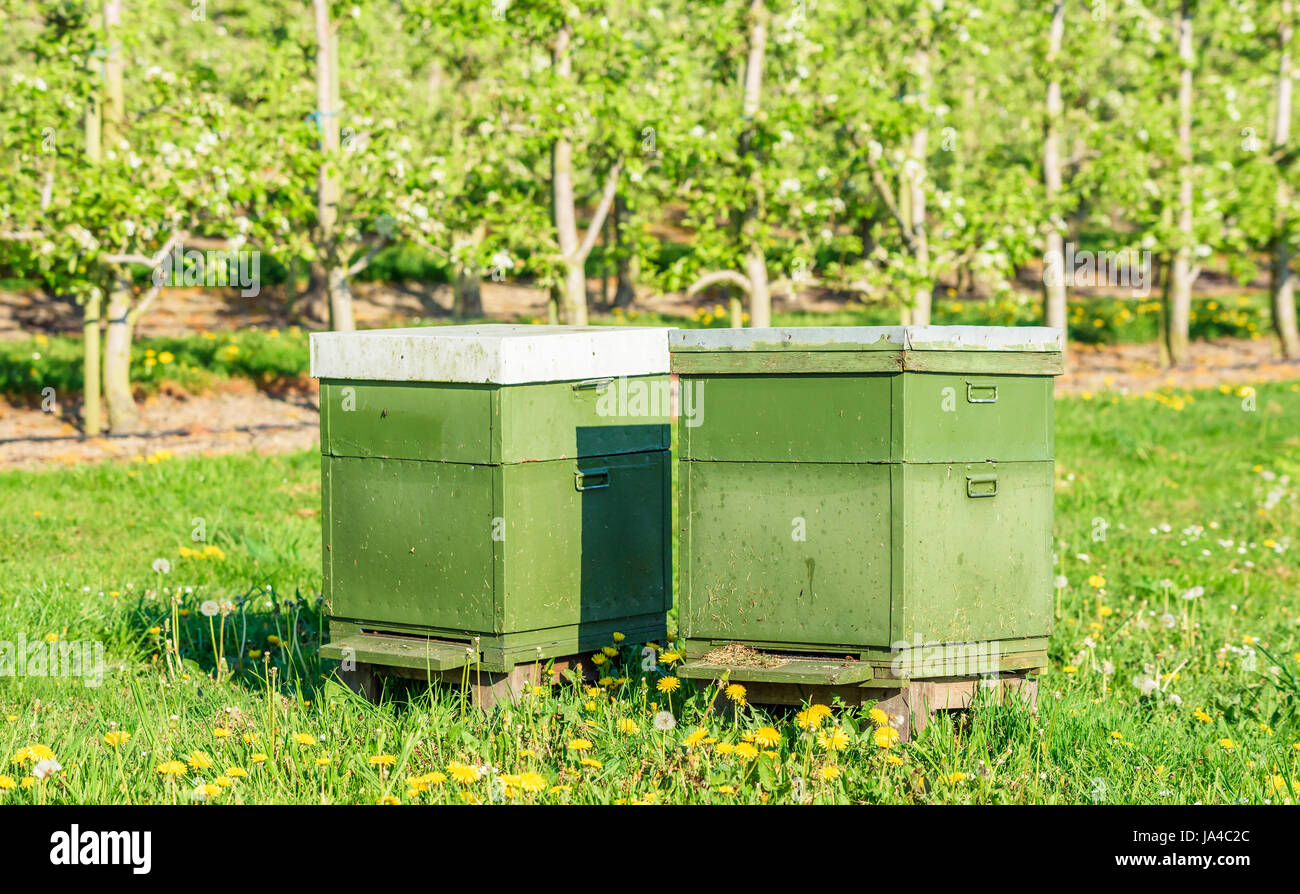 Zwei Bienenstöcke unter Apfelbäumen in einem Obstgarten mit Bestäubung zu helfen und besser zuschneiden. Stockfoto