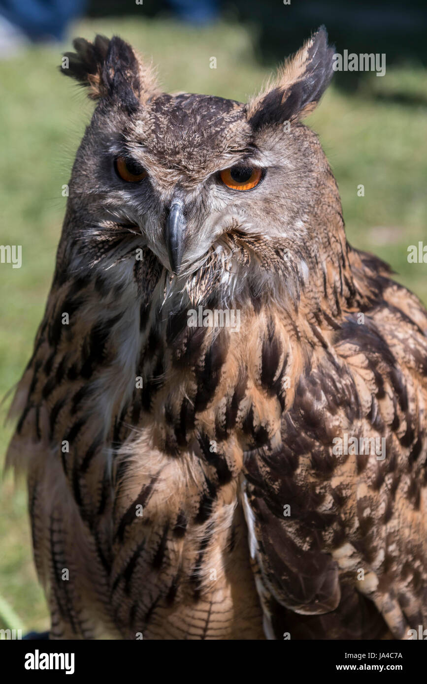 Uhu-Vogel Stockfoto