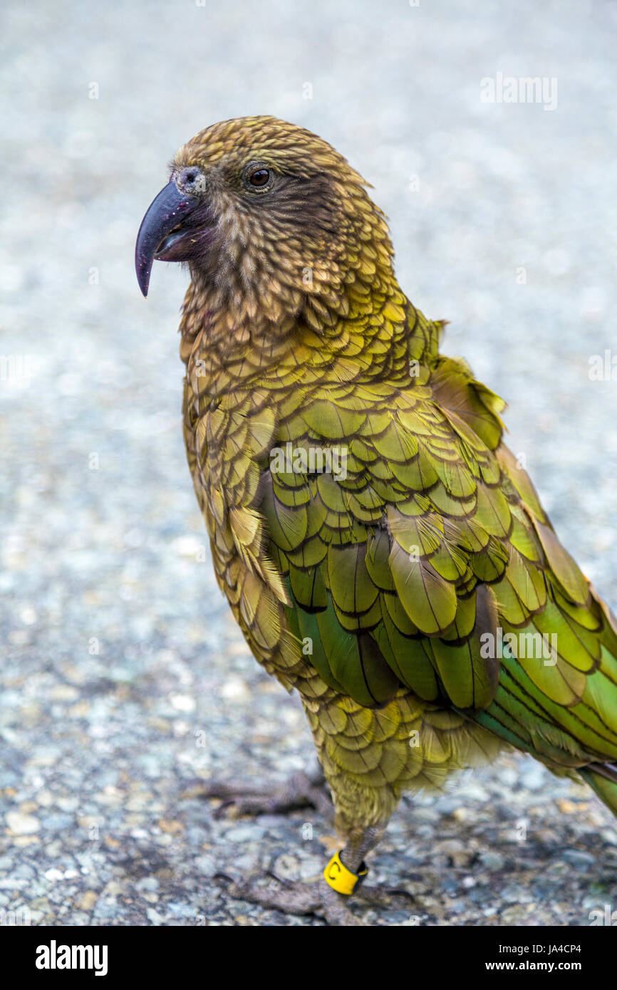 Kea Vogel (Nestor Notabilis) in Neuseeland Stockfoto