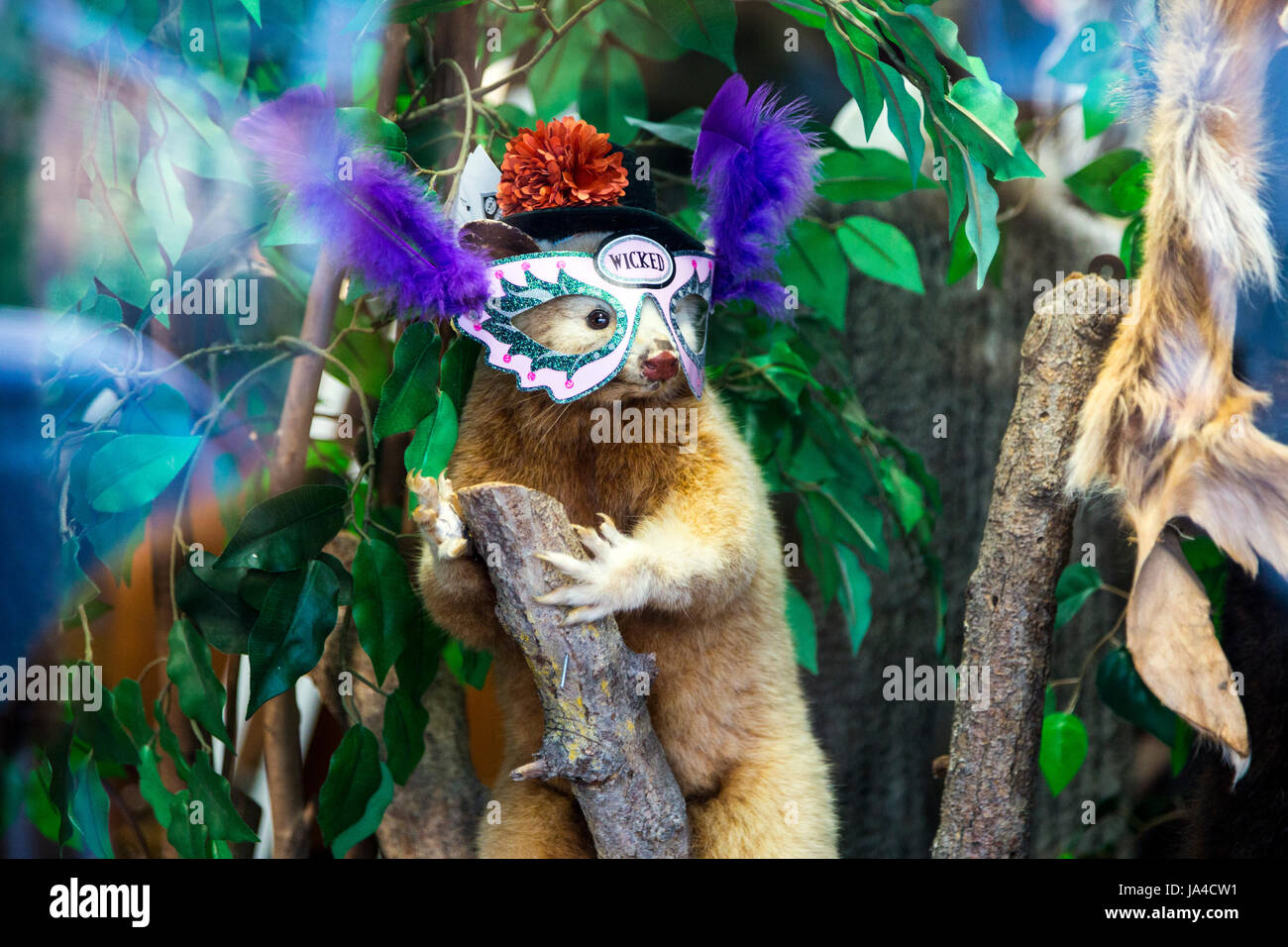 Ein Opossum Präparatoren verkleidet in einem Shop Schaufenster Hokitika, Neuseeland Stockfoto