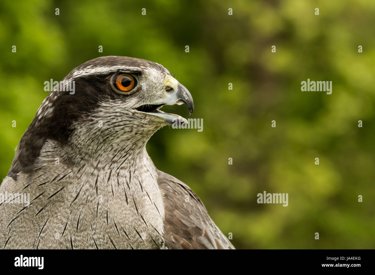 Eine Nahaufnahme von einem nördlichen Habicht Stockfoto