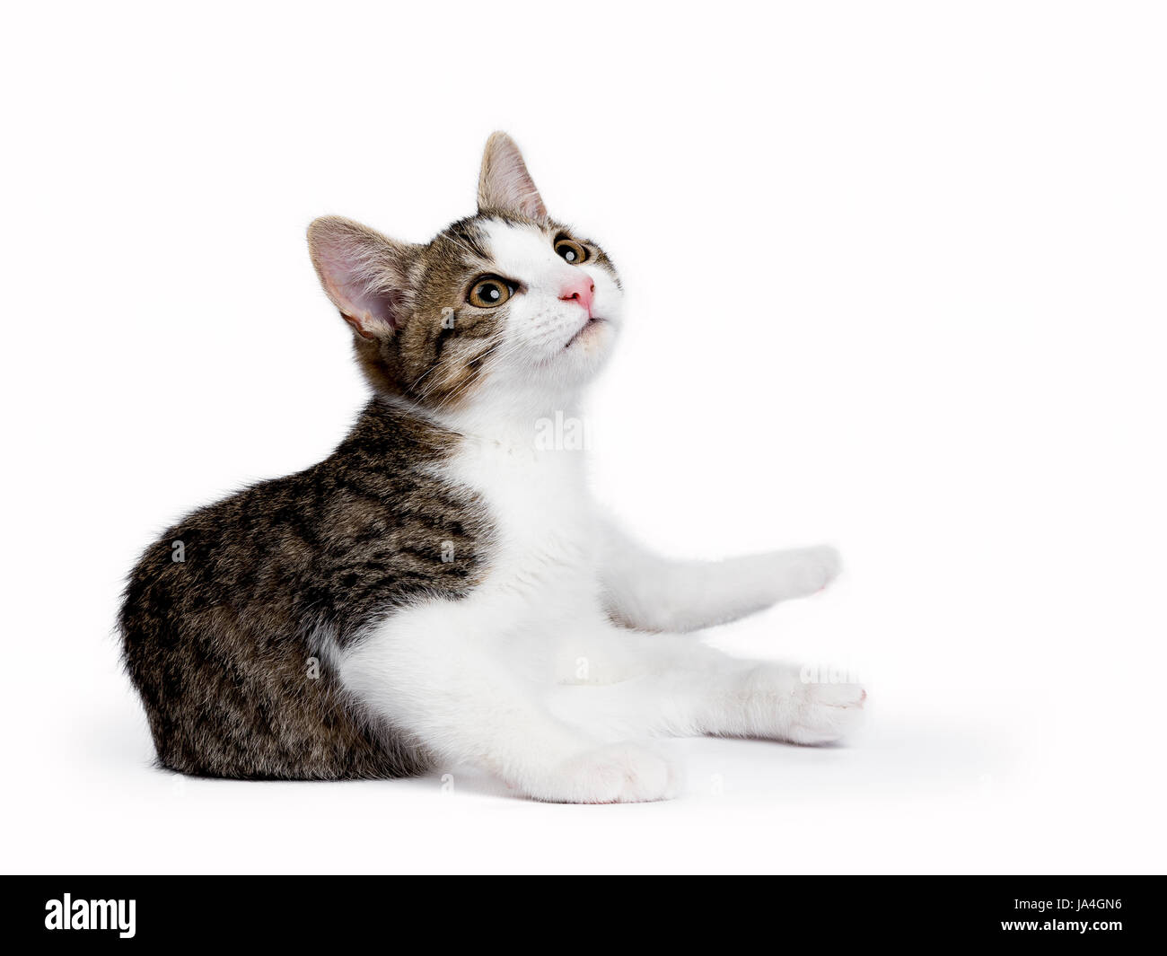 Europäisch Kurzhaar Kätzchen Stockfotos und -bilder Kaufen - Alamy