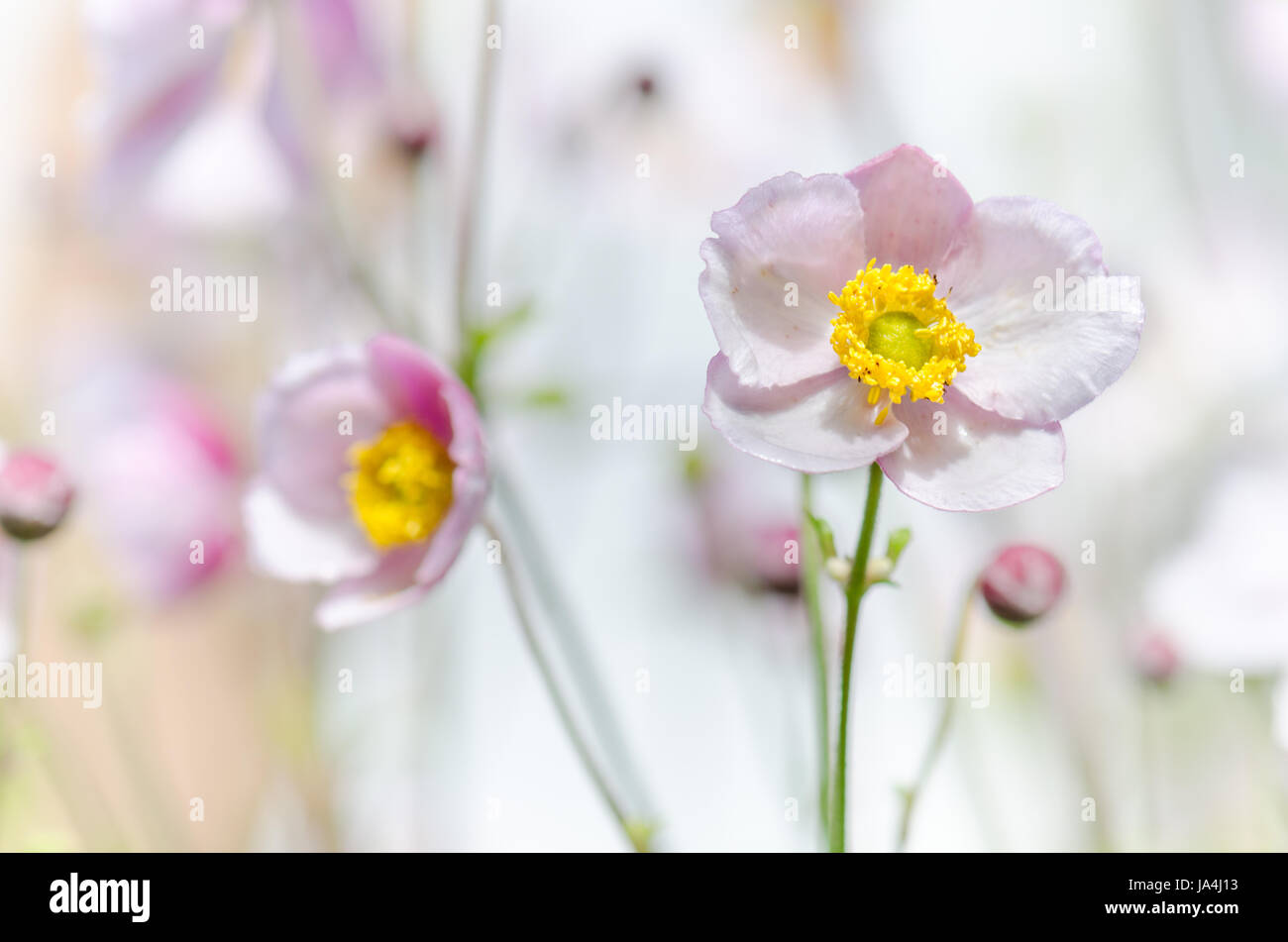 Blass rosa Blume japanische Anemone, close-up. Hinweis: Geringe Schärfentiefe Stockfoto