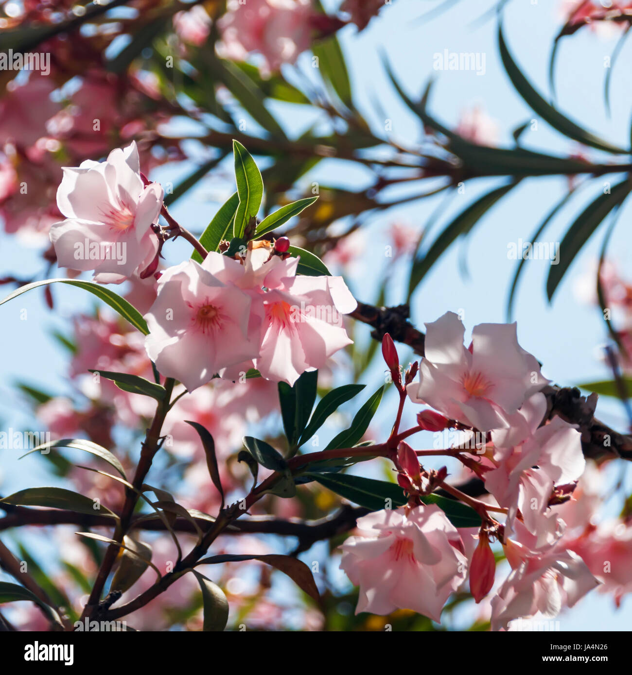 Rosa Oleander Blüten im Laub Stockfoto