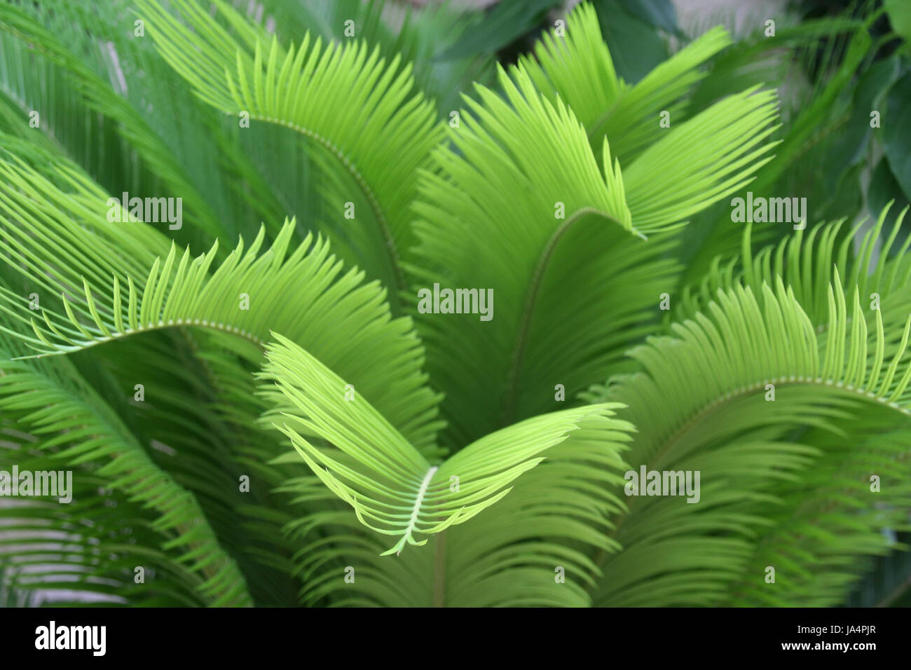Grün, exotisch, Palme, tropisch, Pflanze, Flora, Botanik, Querformat, Stockfoto