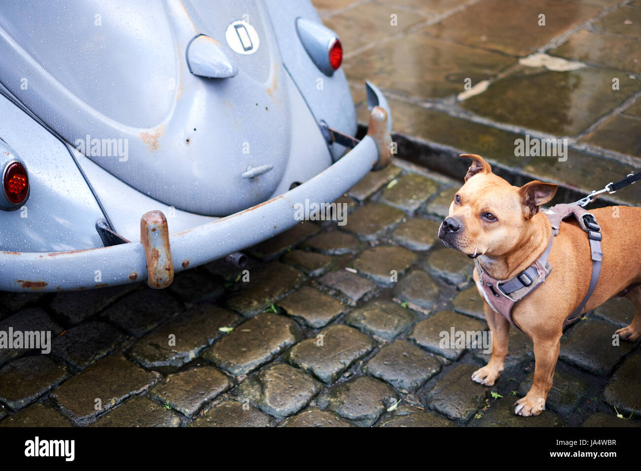 Einem regnerischen gepflasterte Straße mit einem Hund und der Rückseite des einen Oldtimer VW-Käfer Stockfoto
