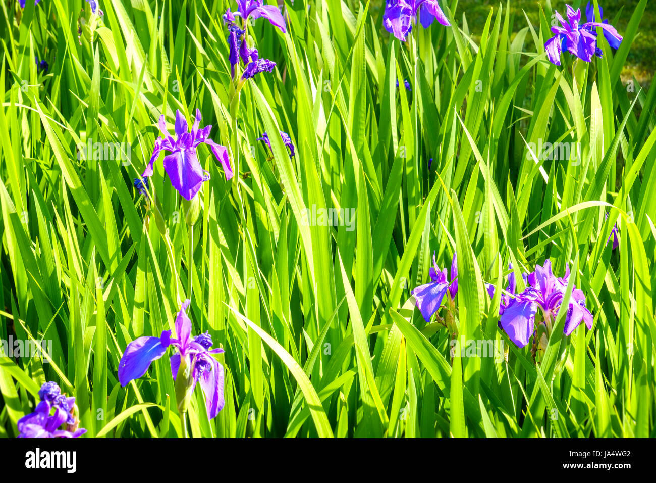 hohe Gräser Textur lila Blumen Stockfoto