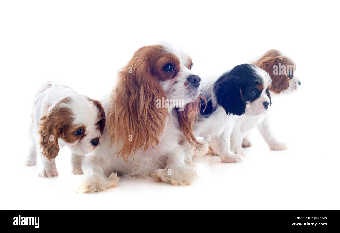 Hund, Welpe, Spaniel, jung, jünger, schöner, beauteously, schön, Tier, Haustier, Stockfoto