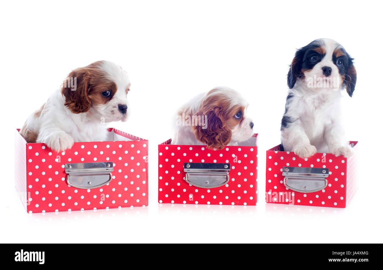 Hund, Welpe, Spaniel, schön, beauteously, schön, Tier, Haustier, braun, Stockfoto