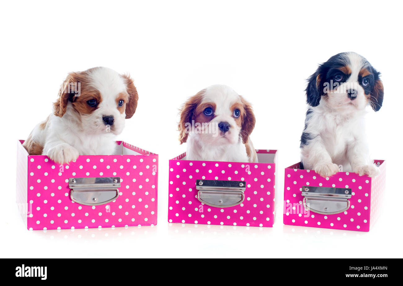 Hund, Welpe, Spaniel, schön, beauteously, schön, Tier, Haustier, braun, Stockfoto