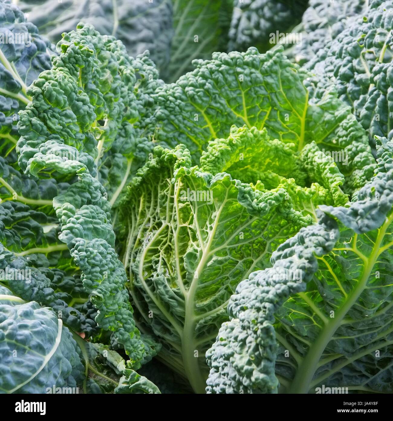 Grün, Gemüse, Kohl, Savoy, Pflanze, Blatt, Garten, grün, Blätter, Feld, Stockfoto