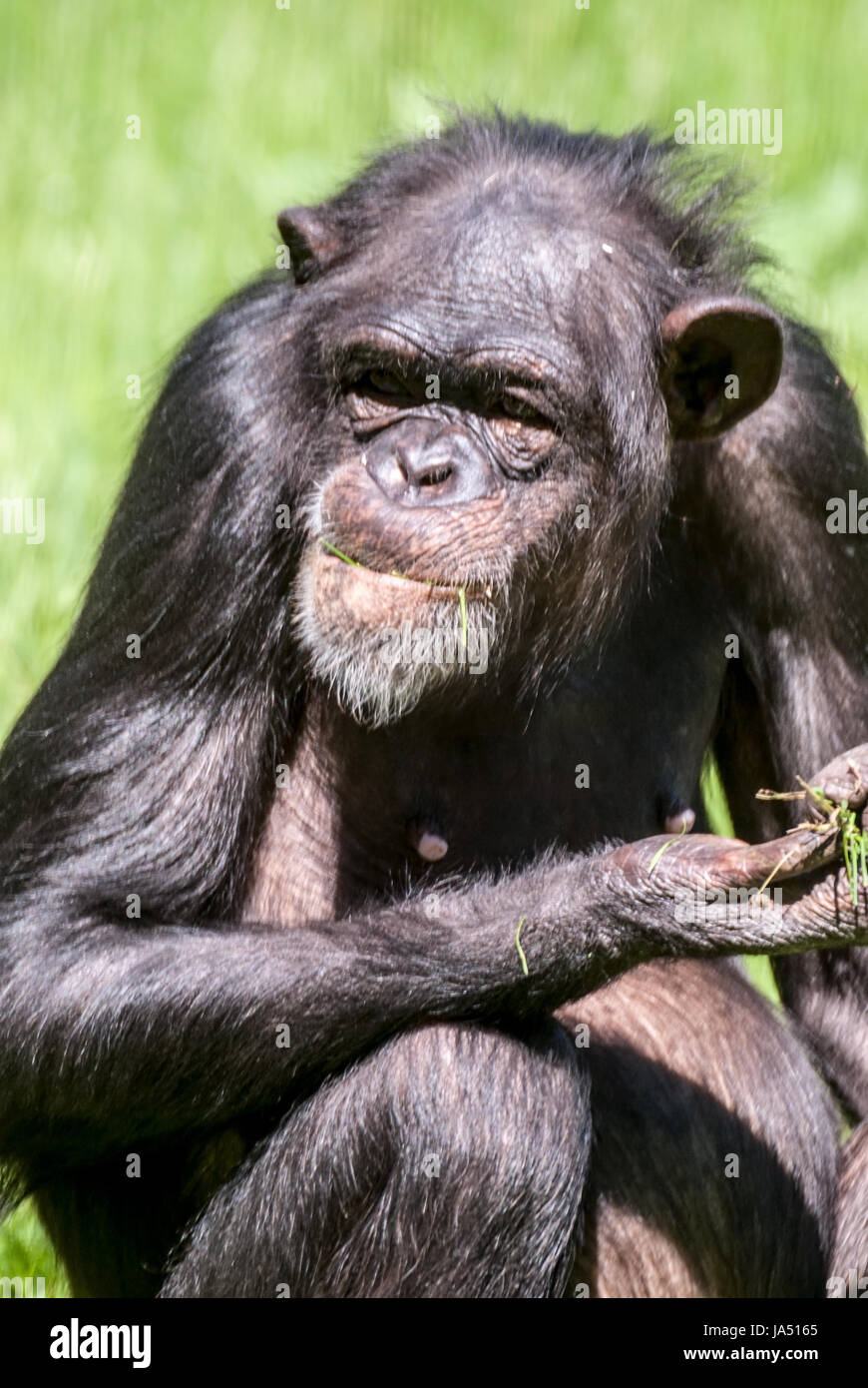 Pan troglodytes verus (Western Schimpanse) mit Gras auf den Mund und auf der Hand Stockfoto