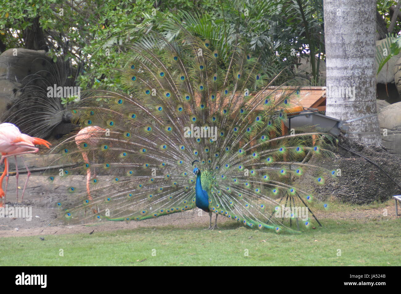 Peacock seine verdeckten Federn anzeigen. Stockfoto