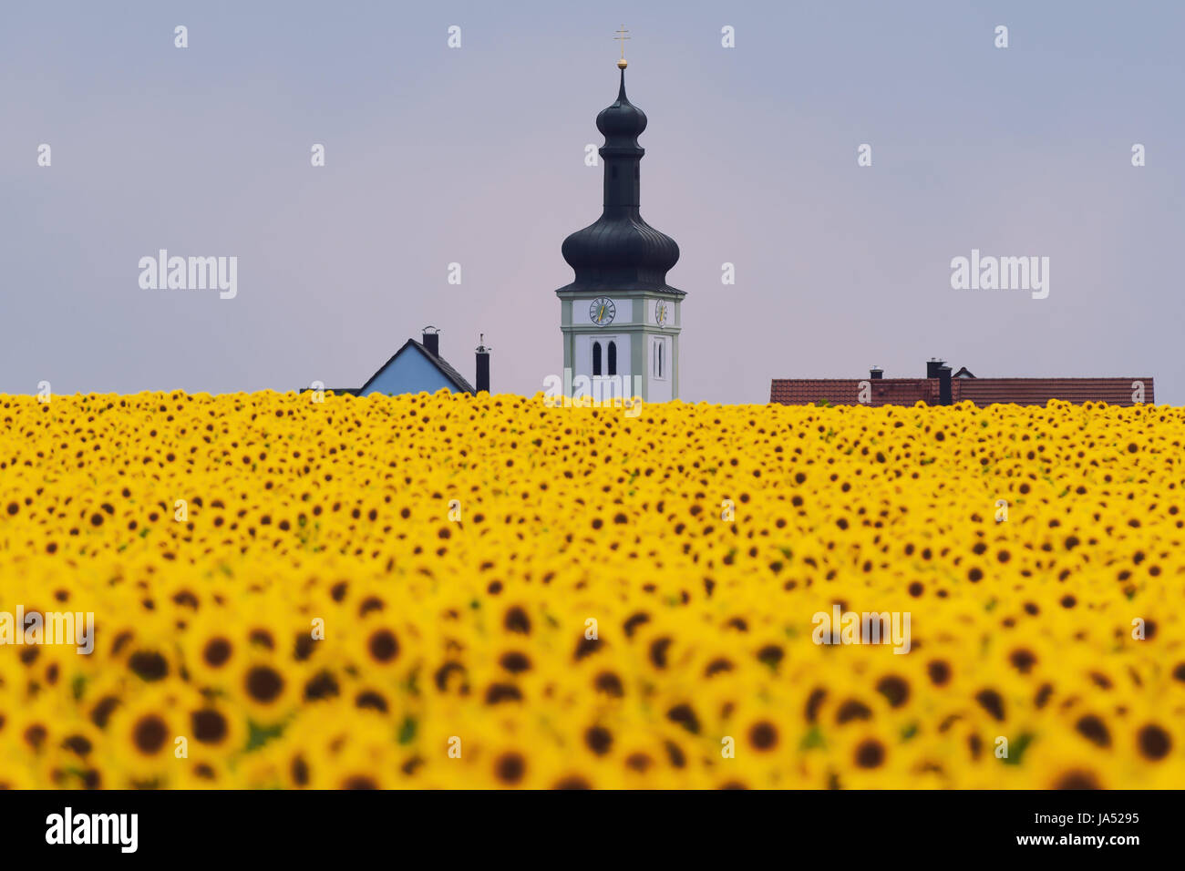 Kirche, Feld, Sonnen, Sommer, sommerlich, Sonnenblumen, Sonnenblumenfeld, Glanz, Stockfoto