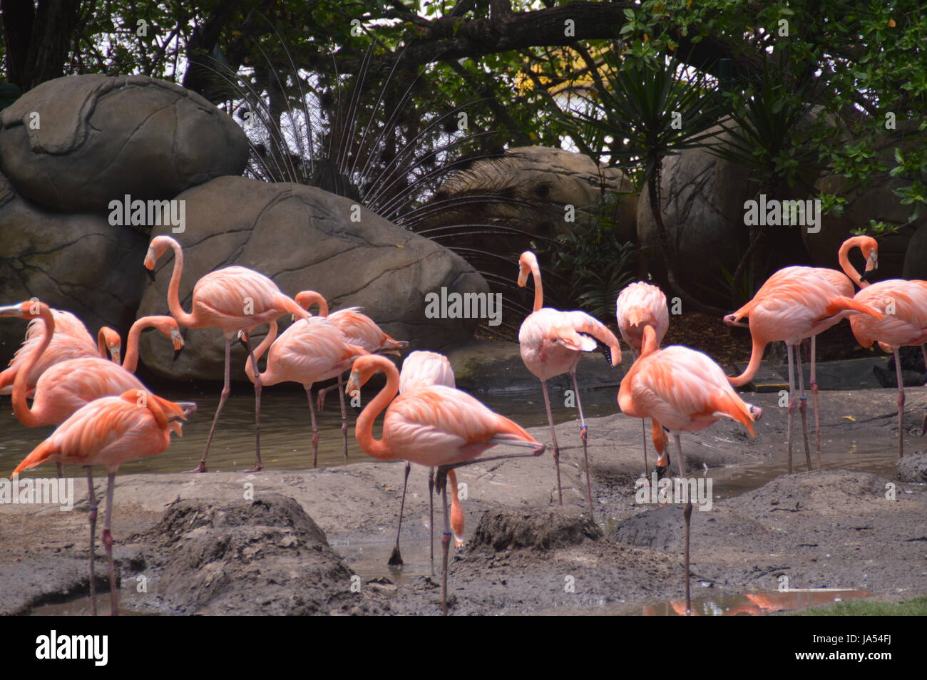 Flamingo, Flamingos, Flamingos Stockfoto