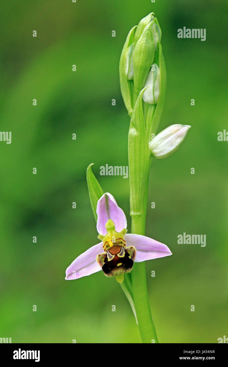 Native, Blume, Orchidee, Pflanze, Makro, Nahaufnahme, Makro-Aufnahme, Nahaufnahme Stockfoto