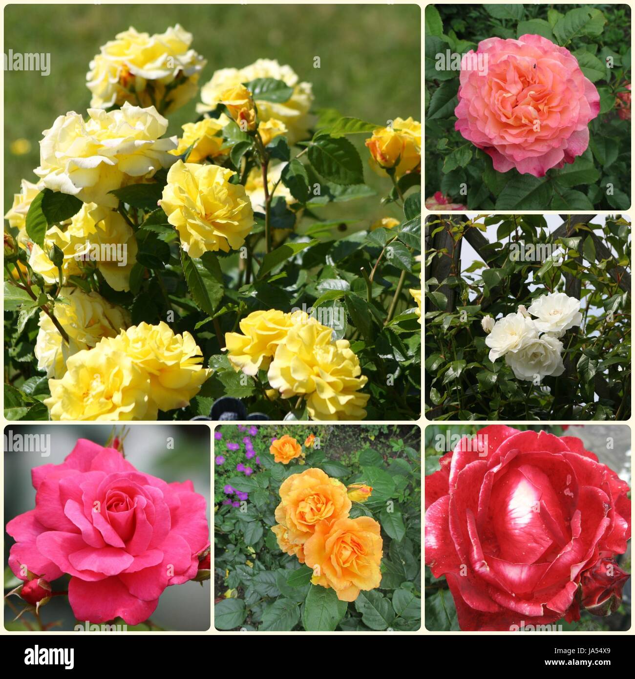 Rose Collage 2 Stockfoto