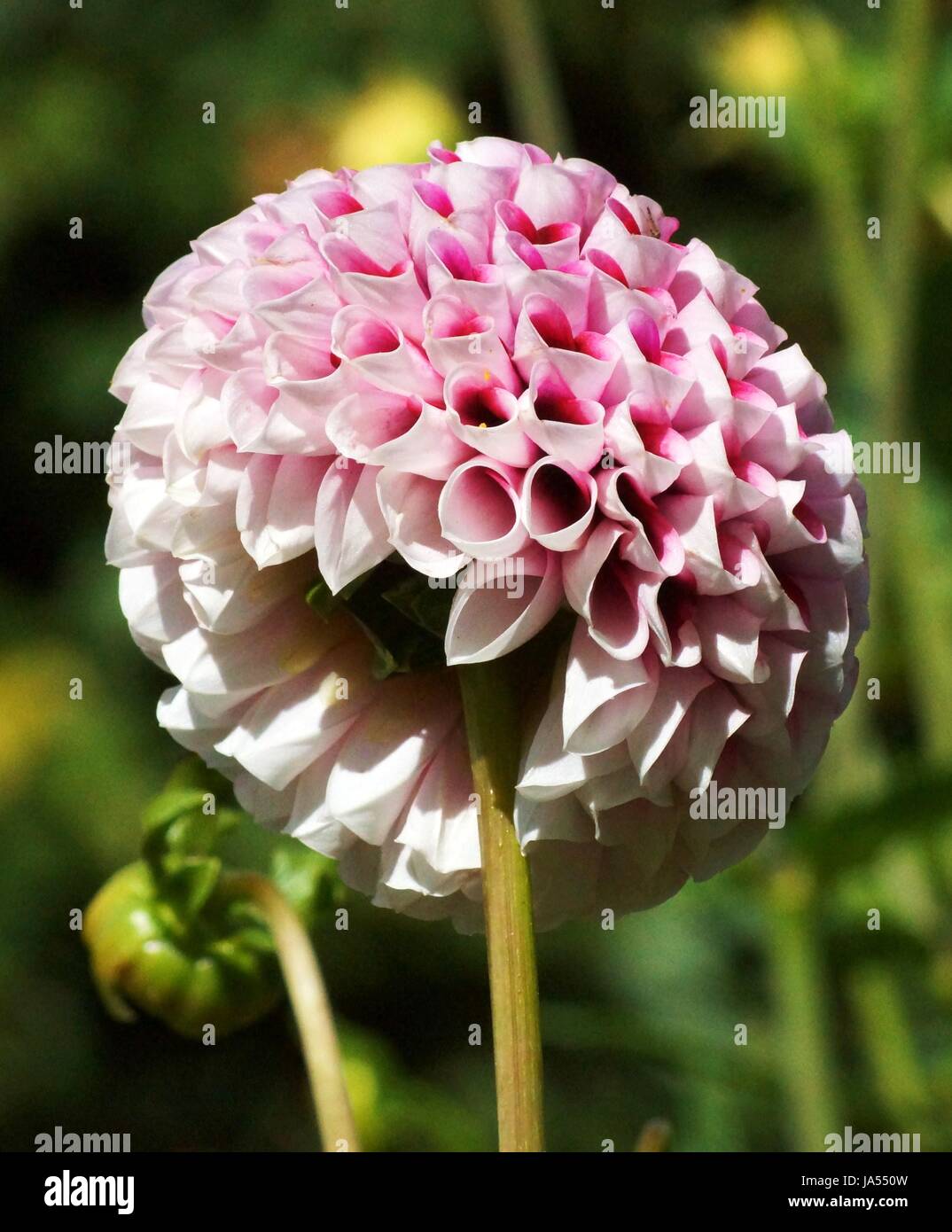 Schöne dahlienbluete Stockfoto