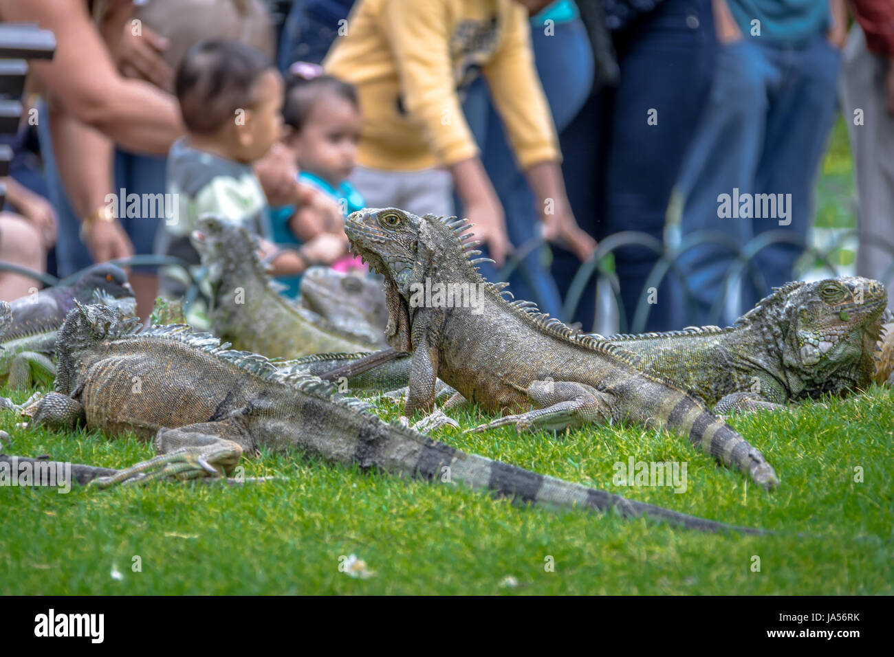 Leguane im Seminario Park (Leguane Park) - Guayaquil, Ecuador Stockfoto