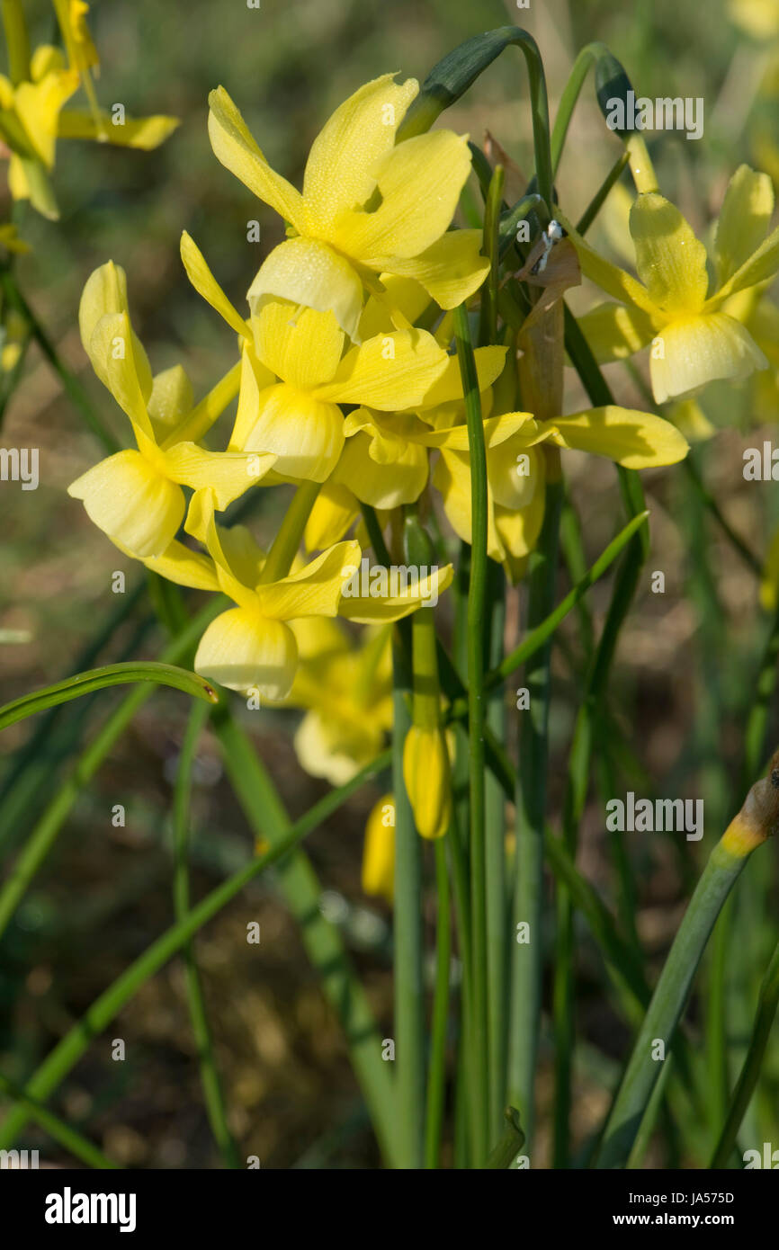 Narzisse 'Hawera', Narcissus Triandrus 'Hawera', kleine dekorative Garten Birne Blüte im Frühjahr, Berkshire, April Stockfoto