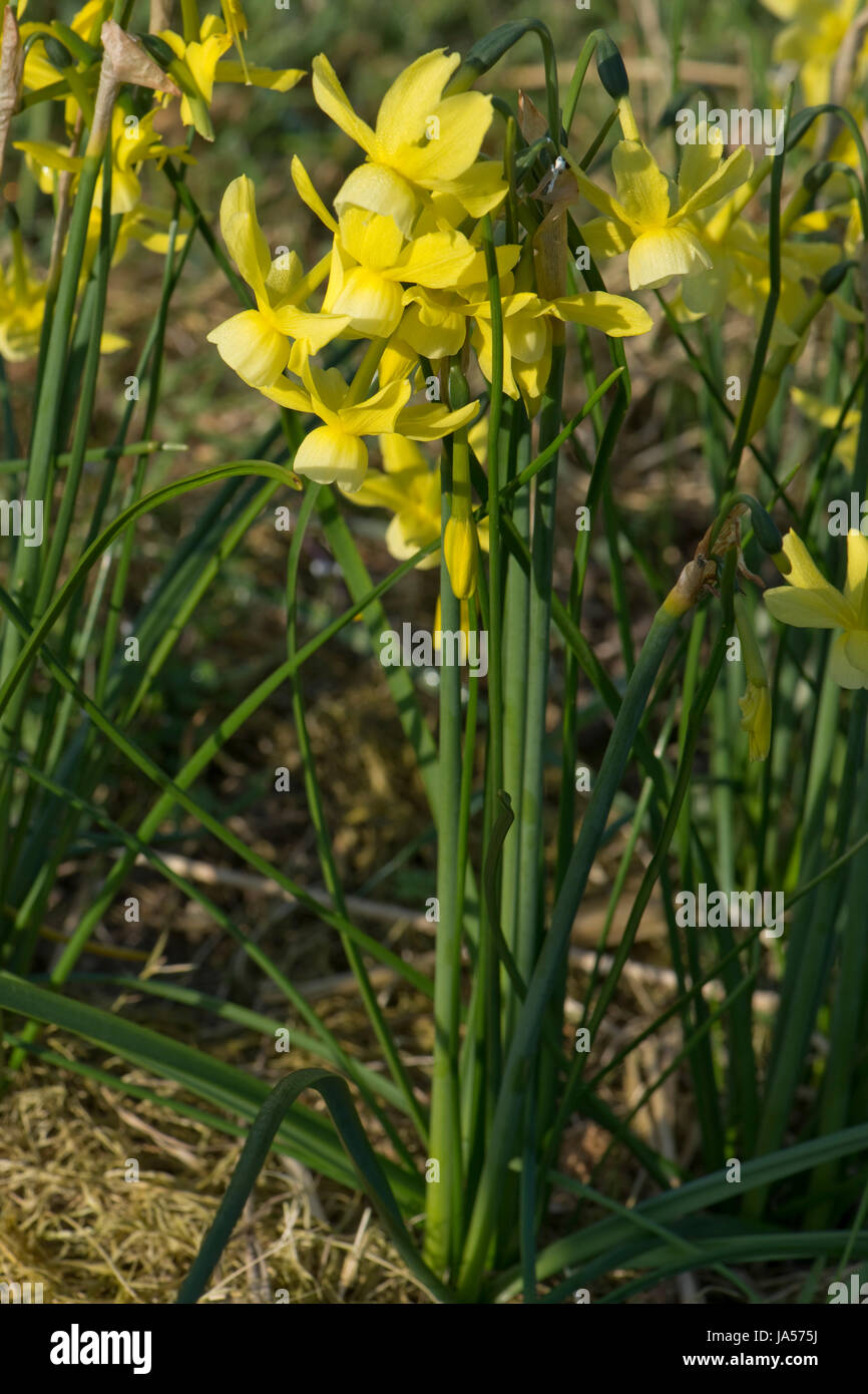 Narzisse 'Hawera', Narcissus Triandrus 'Hawera', kleine dekorative Garten Birne Blüte im Frühjahr, Berkshire, April Stockfoto