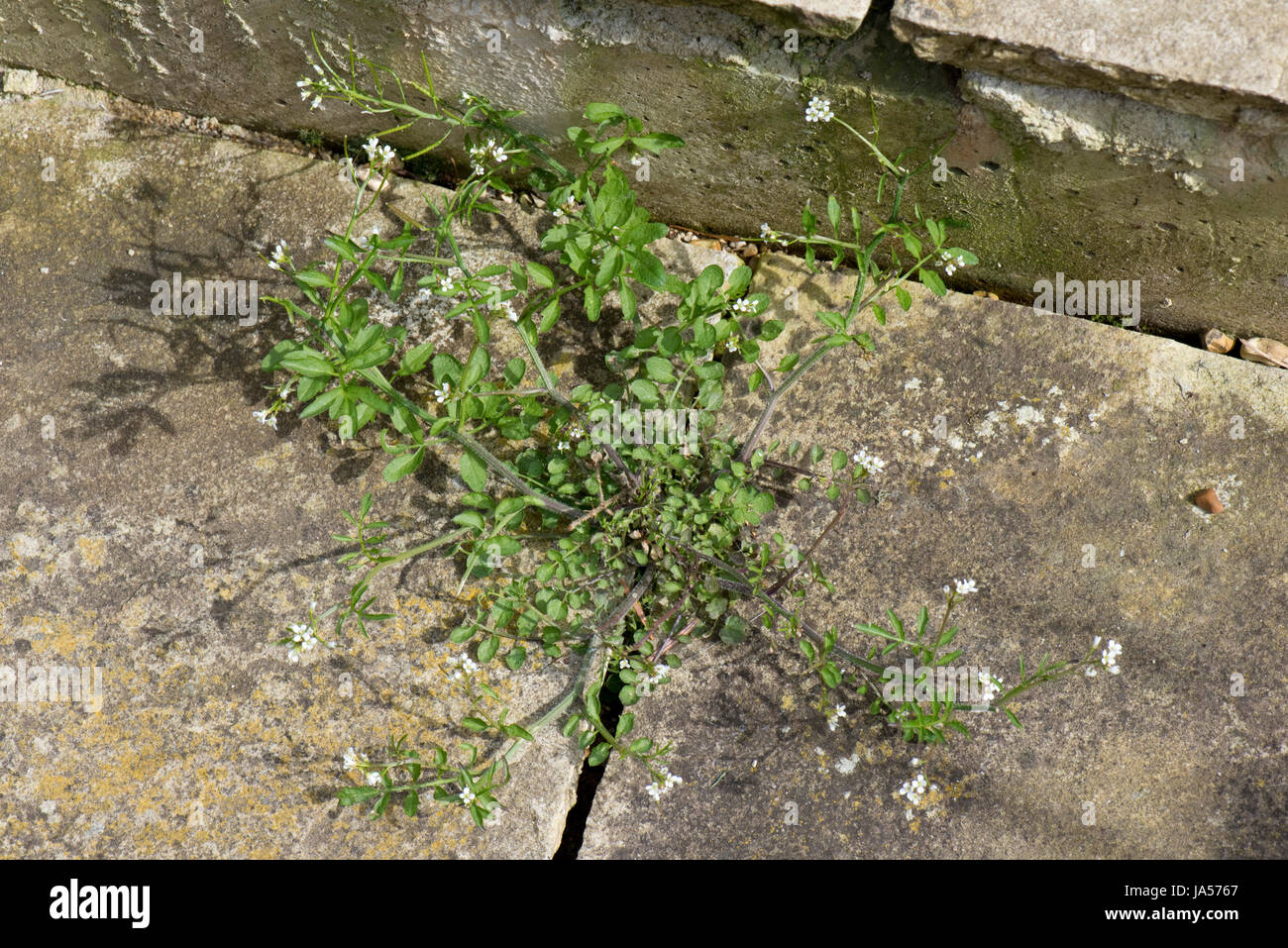 Behaarte Schaumkraut, Cardamine Hirsuta, wächst zwischen Steinplatten und Blüte und Aussaat, Berkshire, April Stockfoto