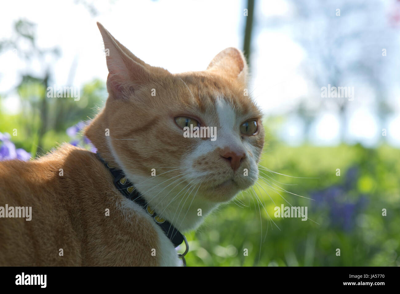 Eine Ingwer Katze mit ihren Ohren wieder auf der Suche zu warnen mit halb geschlossen Ohren bereit zu verteidigen oder angreifen Stockfoto